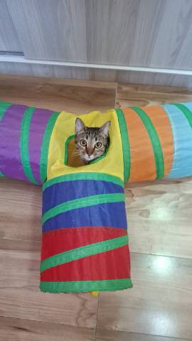 Hotel para gatos