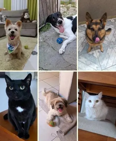 Pet Sitter
