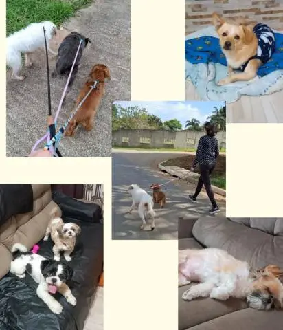 Hotel para cães 